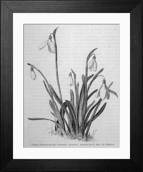 Framed Print : Plants / Galanthus Sp Framed Print : Plants / Galanthus Sp