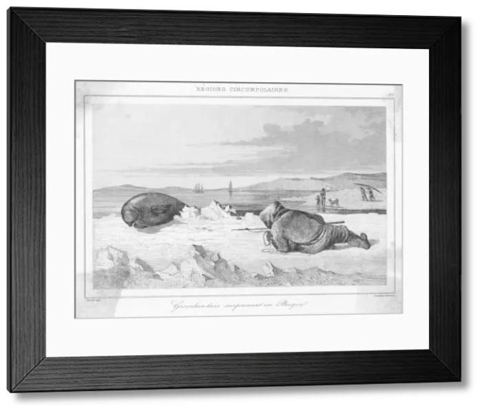 Framed Print : Stalking a Seal Framed Print : Stalking a Seal
