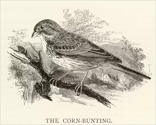 Birds  /  Corn Bunting