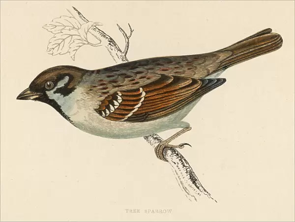 Birds  /  Tree Sparrow