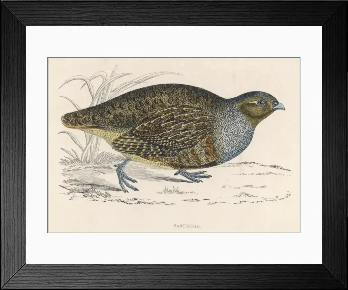 Framed Print : Partridges (Morris) Framed Print : Partridges (Morris)