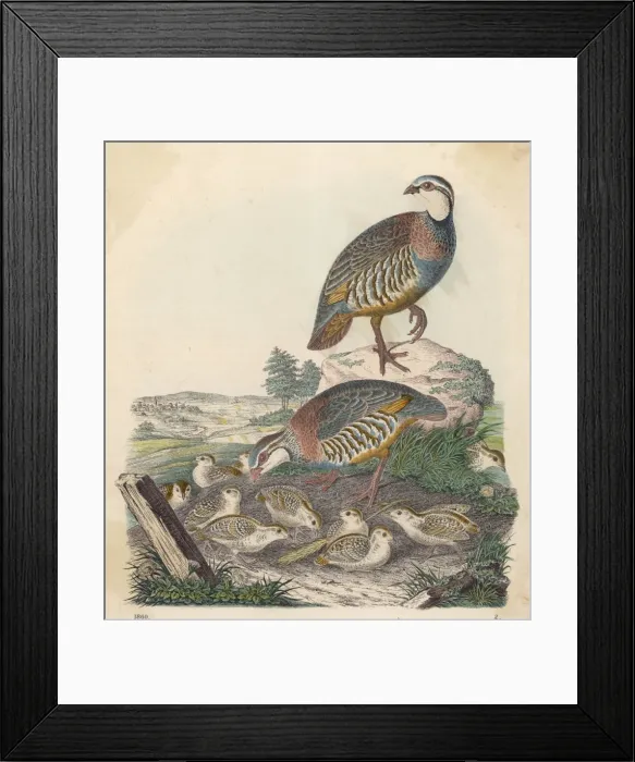 Framed Print : Partridges 1860 Framed Print : Partridges 1860