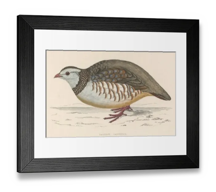 Framed Print : Barbary Partridge (Morr) Framed Print : Barbary Partridge (Morr)