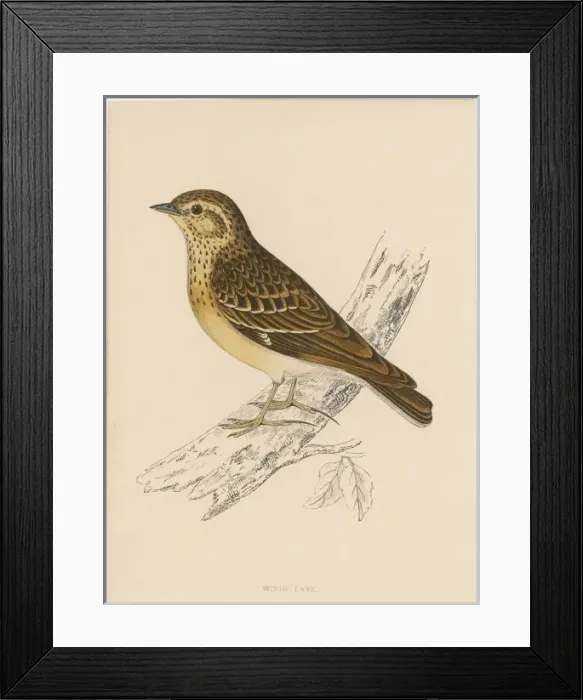 Framed Print : Wood Lark (Morris) Framed Print : Wood Lark (Morris)