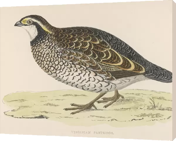 Virginian Partridge
