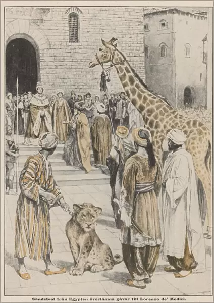 Animals  /  Giraffes