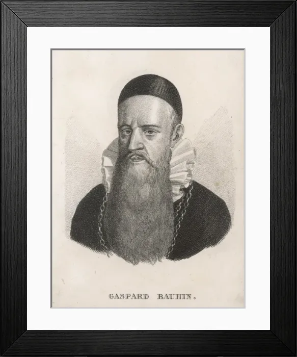 Framed Print : Gaspard Bauhin