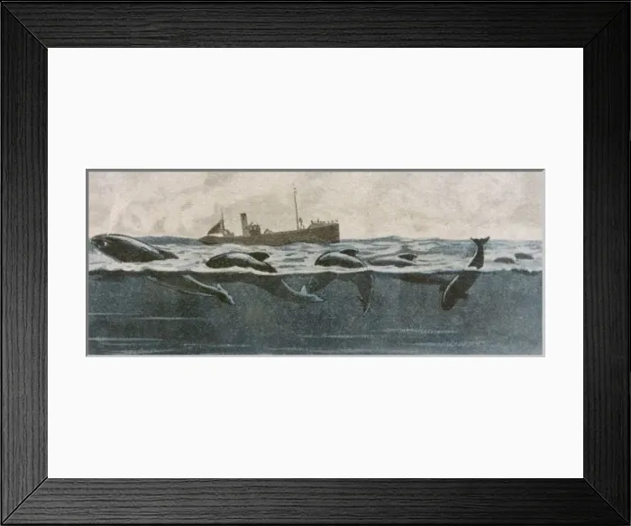 Framed Print : Folklore / Sea Serpent Framed Print : Folklore / Sea Serpent
