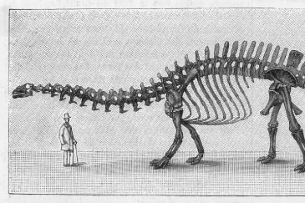 Dinosaur  /  Apatosaurus