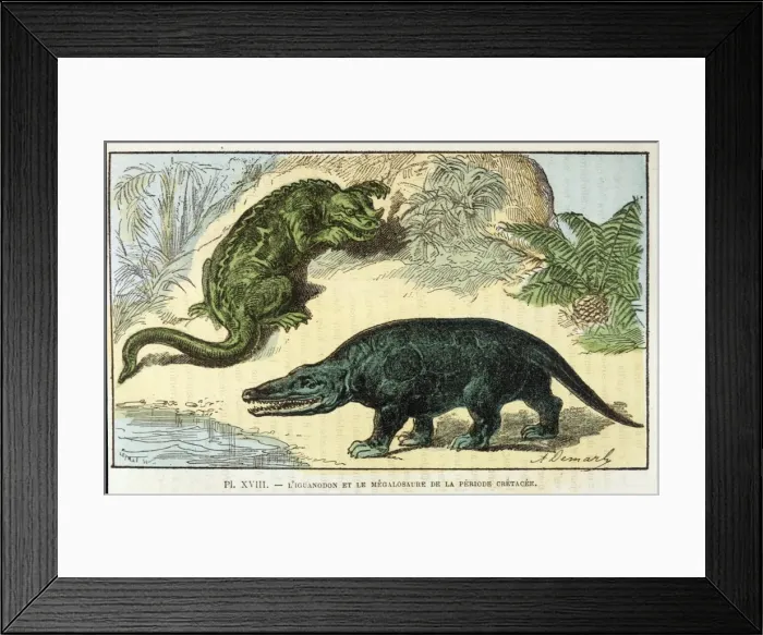 Framed Print : Dinosaur / Iguanodon Framed Print : Dinosaur / Iguanodon