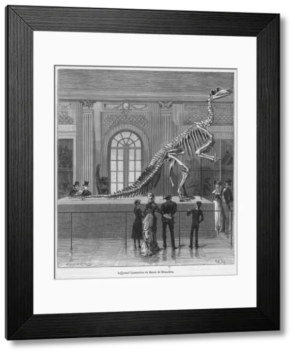 Framed Print : Dinosaur / Iguanodon Framed Print : Dinosaur / Iguanodon