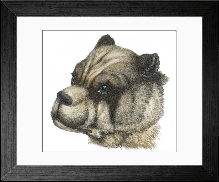 Framed Print : BULLDOG. Head with cropped ears Framed Print : BULLDOG. Head with cropped ears