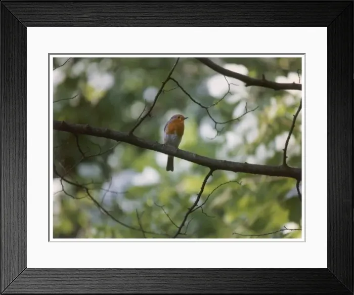 Framed Print : Birds / Robin Framed Print : Birds / Robin