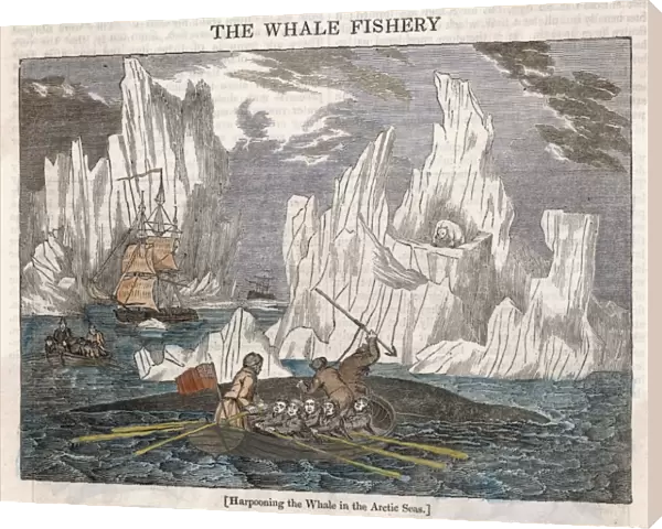 Harpooning Whales  /  Arctic