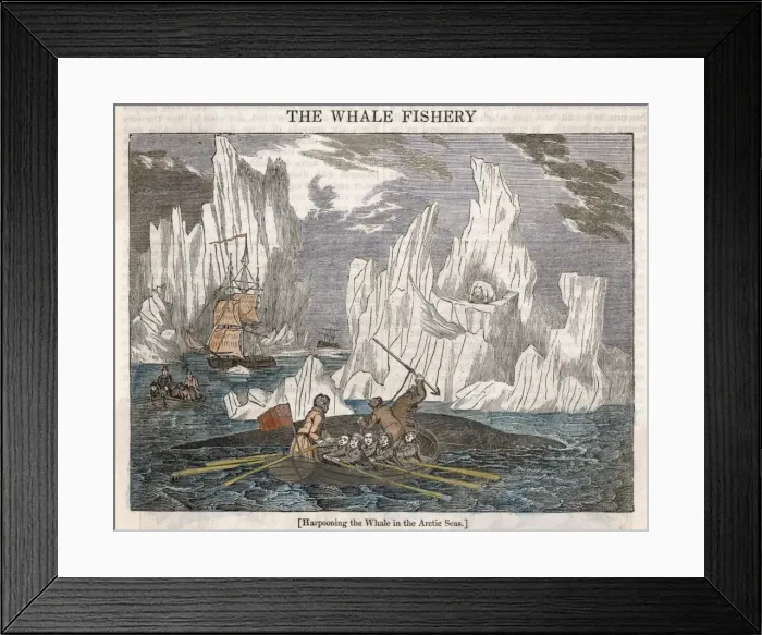 Framed Print : Harpooning Whales / Arctic Framed Print : Harpooning Whales / Arctic