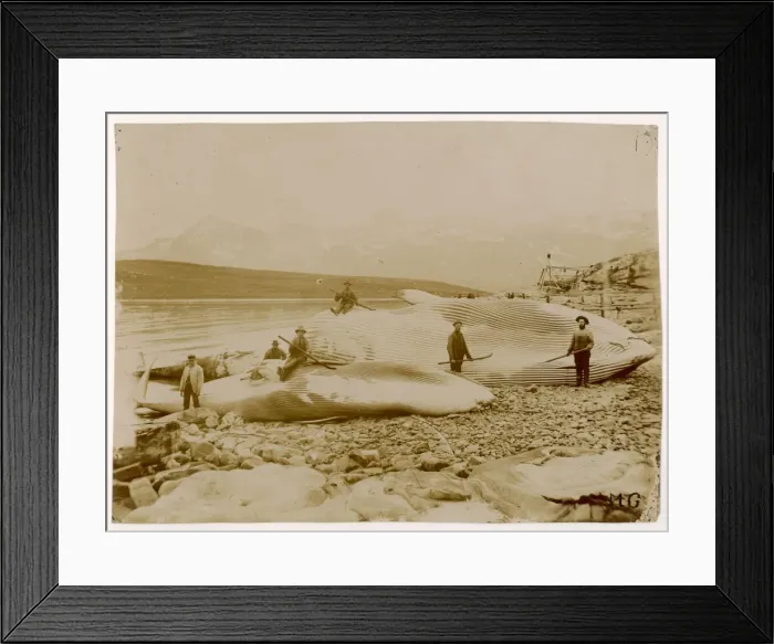 Framed Print : Whaling / Landed Whales Framed Print : Whaling / Landed Whales