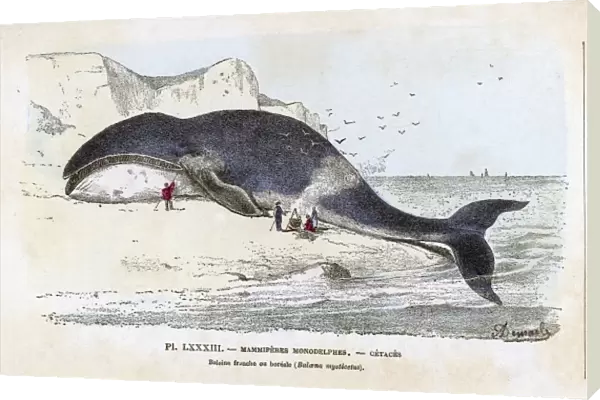 Baleana Whale