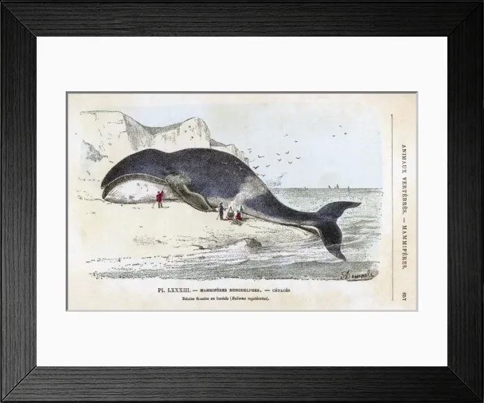 Framed Print : Baleana Whale Framed Print : Baleana Whale