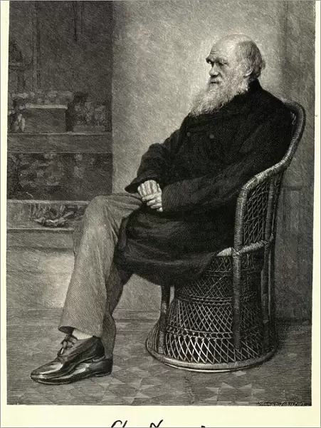 Darwin  /  Basket Chair