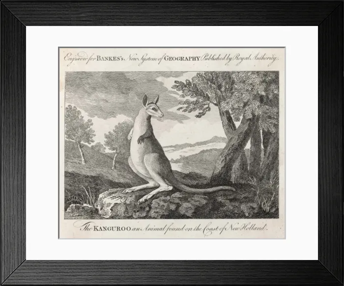 Framed Print : Kangaroo / Cook C1770 Framed Print : Kangaroo / Cook C1770