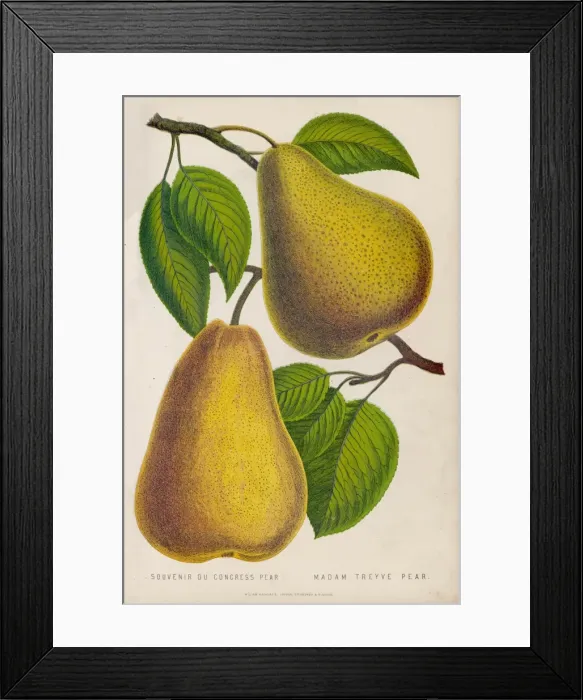 Framed Print : FRUIT / PEAR Framed Print : FRUIT / PEAR