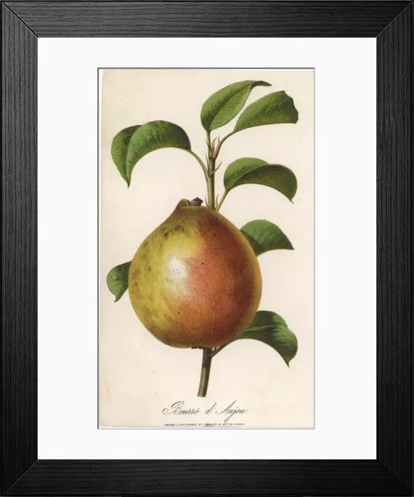Framed Print : FRUIT / PEAR Framed Print : FRUIT / PEAR