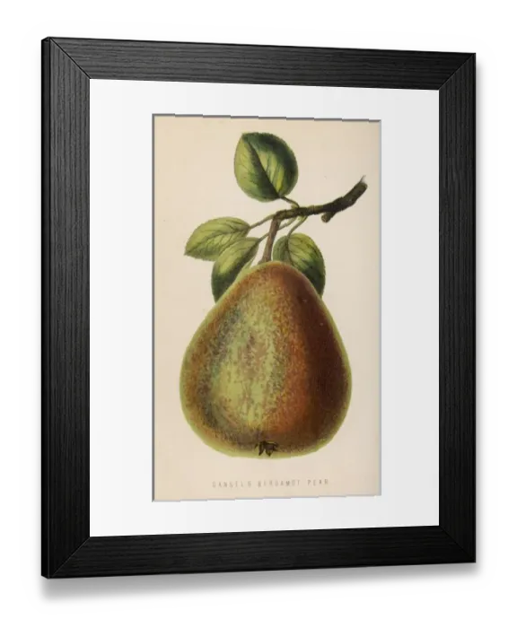 Framed Print : Fruit / Pear Bergamot Framed Print : Fruit / Pear Bergamot