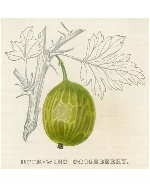 Fruit  /  Gooseberry