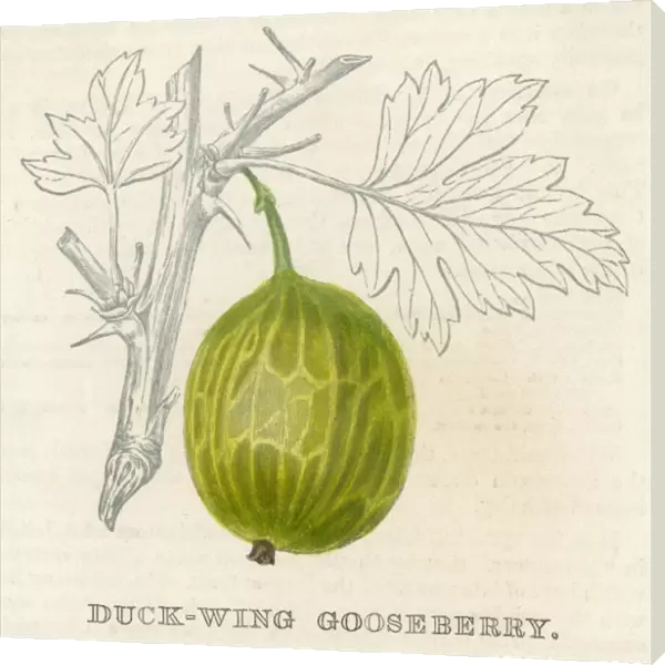 Fruit  /  Gooseberry
