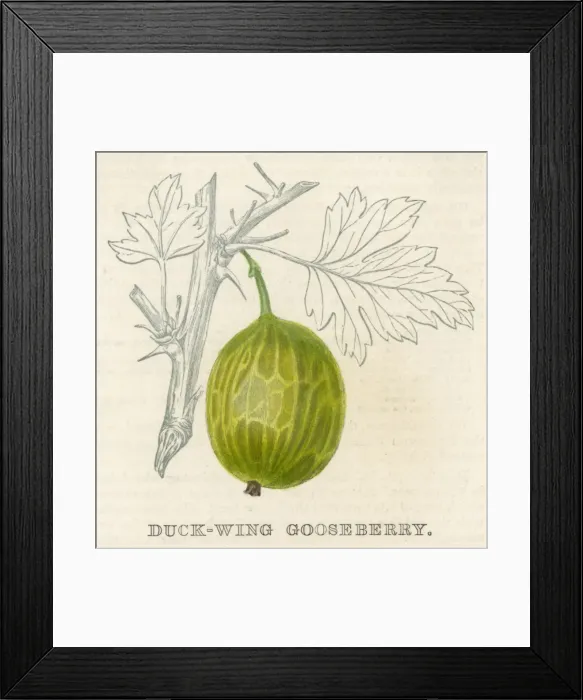 Framed Print : Fruit / Gooseberry Framed Print : Fruit / Gooseberry