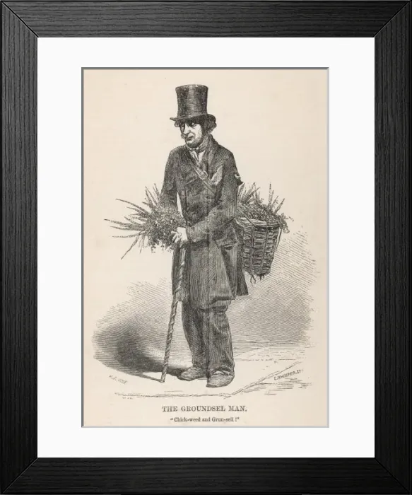 Framed Print : Plants / Herbs / General Framed Print : Plants / Herbs / General