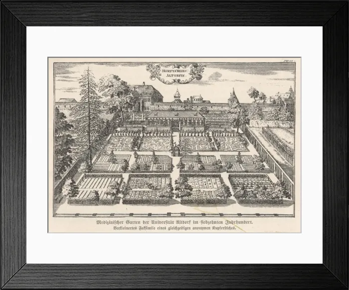 Framed Print : Plants / Herbs / General Framed Print : Plants / Herbs / General