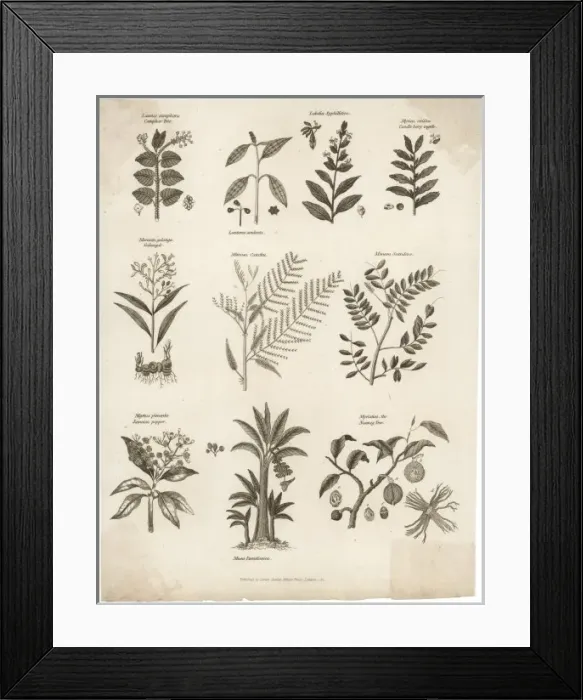 Framed Print : Plants / Herbs / General Framed Print : Plants / Herbs / General
