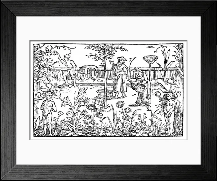 Framed Print : Plants / Herbs / General Framed Print : Plants / Herbs / General