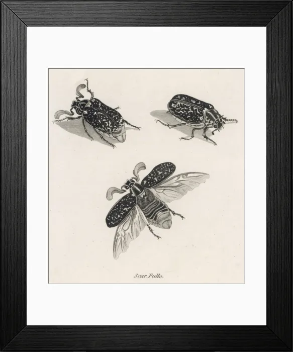 Framed Print : Insects / Beetles / Hercules Framed Print : Insects / Beetles / Hercules