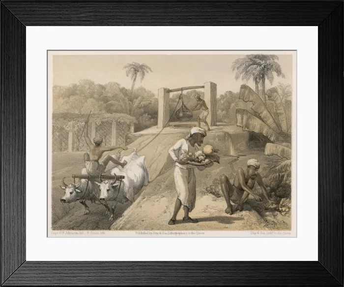 Framed Print : Curry&rice / Gardening Framed Print : Curry&rice / Gardening