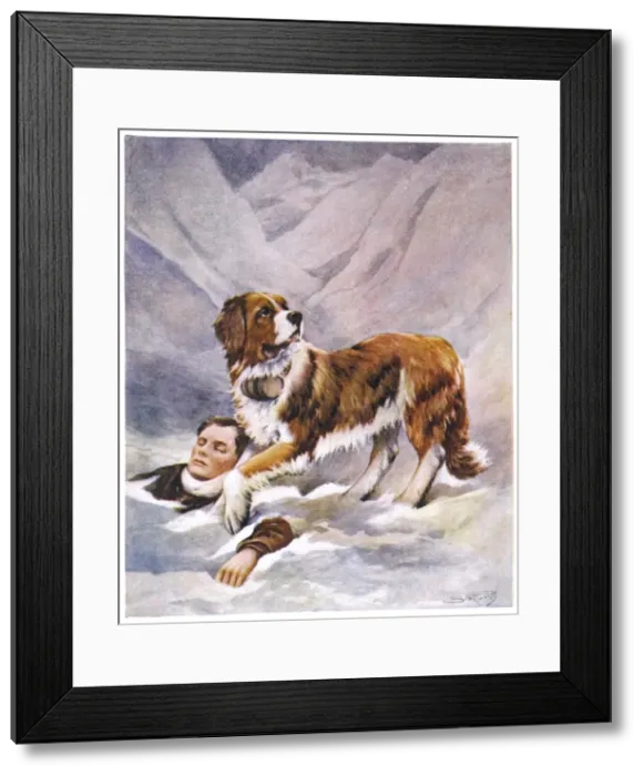 Framed Print : St Bernard and Victim Framed Print : St Bernard and Victim