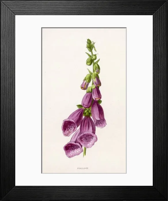 Framed Print : Foxglove Digitalis Framed Print : Foxglove Digitalis