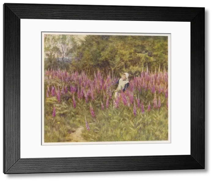 Framed Print : Digitalis Purpurea Framed Print : Digitalis Purpurea