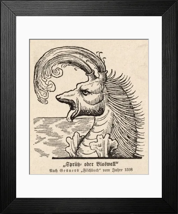 Framed Print : Spouting Sea Monster Framed Print : Spouting Sea Monster