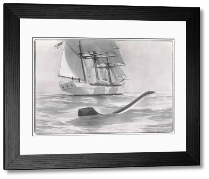 Framed Print : Valhalla Serpent Framed Print : Valhalla Serpent