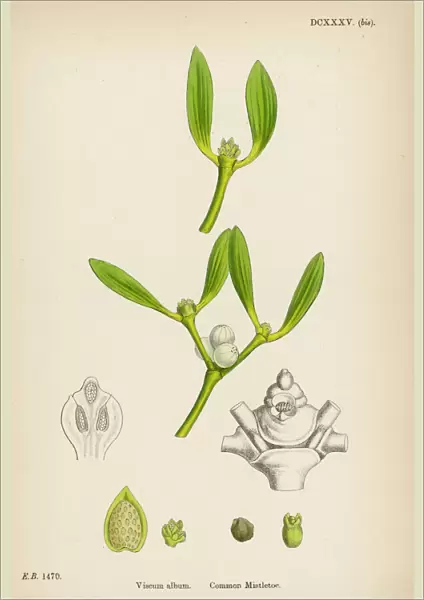 Mistletoe Botanical
