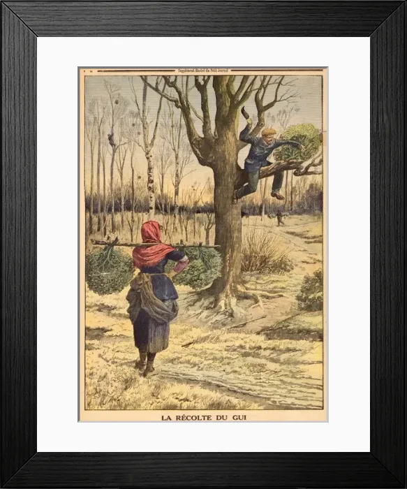 Framed Print : Gathering Mistletoe Framed Print : Gathering Mistletoe