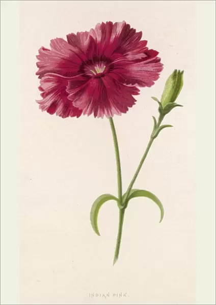 Dianthus  /  Indian Pink 19C