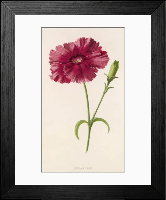 Framed Print : Dianthus / Indian Pink 19C Framed Print : Dianthus / Indian Pink 19C
