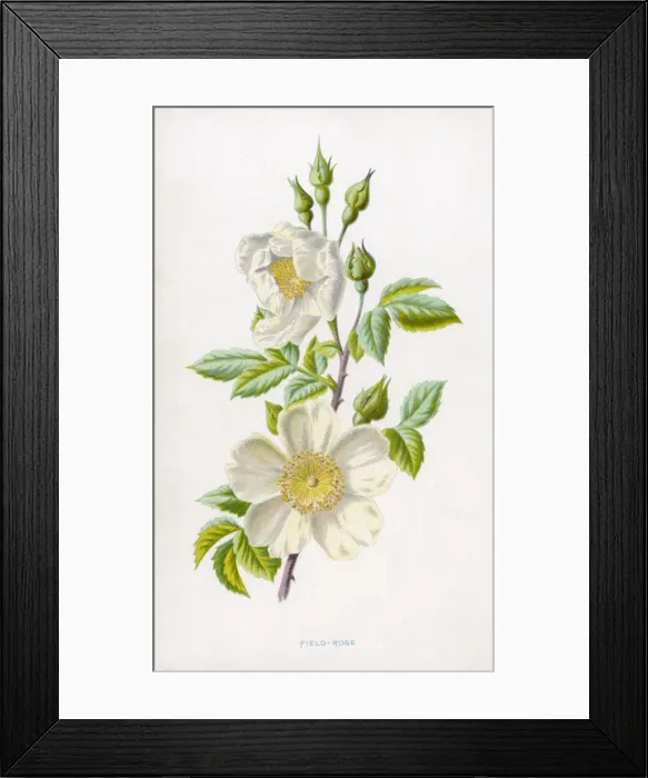 Framed Print : A White Field Rose Framed Print : A White Field Rose