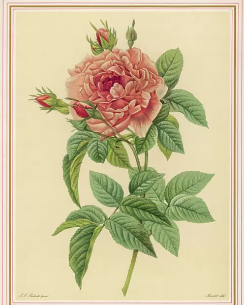 Redoute Pink Rose