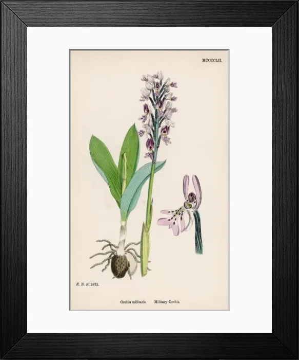 Framed Print : Plants / Orchis Militaris Framed Print : Plants / Orchis Militaris
