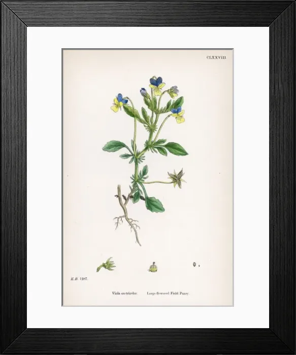 Framed Print : Plants / Viola Tricolor Framed Print : Plants / Viola Tricolor