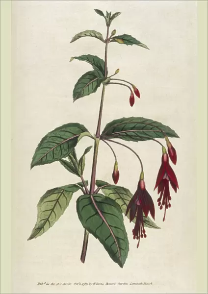 Plants  /  Fuchsia